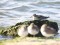 Calidris maritima