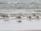 Larus cachinnans