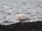 Larus hyperboreus