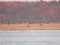 Branta canadensis