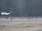 Anser/Branta