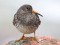 Calidris maritima