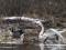 Branta canadensis