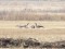 Branta canadensis