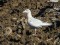 Larus hyperboreus