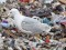 Larus cachinnans