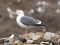 Larus fuscus heuglini