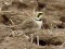 Eremophila alpestris