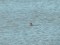 Podiceps auritus