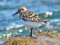 Calidris alba