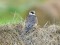 Falco vespertinus