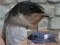 Delichon urbicum x Hirundo rustica