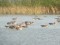 Branta hutchinsii