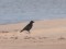 Corvus corone