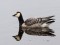 Branta leucopsis