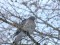 Columba palumbus