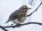 Turdus iliacus
