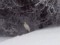 Ardea alba