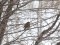 Hedge Accentor (Dunnock) (Prunella modularis) Zirgu islet, Liepaja, 14-Jan-2017. © Karlis Millers Prunella modularis