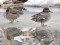 Teal (Anas crecca) Sarkandaugava distributary, Riga, 15-Jan-2017. © Igors Denisovs Anas crecca