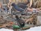 Moorhen (Gallinula chloropus) Sarkandaugava distributary, Riga, 15-Jan-2017. © Igors Denisovs Gallinula chloropus