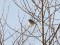 Phylloscopus collybita