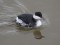 Podiceps auritus