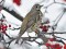 Turdus viscivorus