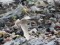 Larus hyperboreus