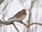 Lapland Longspur (Calcarius lapponicus) Adazi fields, Adazi county, 18-Jan-2017. © Igors Denisovs Calcarius lapponicus
