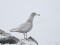 Glaucous Gull (Larus hyperboreus) Getlini, Stopini county, 18-Jan-2017. © Edgars Laucis Larus hyperboreus