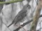 Turdus viscivorus