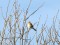 Carduelis flavirostris