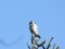Northern Hawk-Owl (Surnia ulula) Audrini surroundings, Rezekne county, 25-Jan-2017. © Gaidis Grandans Surnia ulula