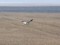 Northern Harrier (Circus cyaneus) Nica fields, Nica county, 27-Jan-2017. © Karlis Millers Circus cyaneus