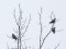 Stock Dove (Columba oenas) Nica fields, Nica county, 27-Jan-2017. © Karlis Millers Columba oenas