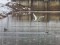 Ardea alba