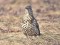 Mistle Thrush (Turdus viscivorus) Vecmilgravis, Riga, 10-Feb-2017. © Igors Denisovs Turdus viscivorus