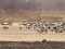 Branta canadensis