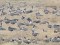 Anser brachyrhynchus