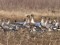 Anser brachyrhynchus