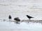 Corvus corone