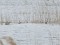 Podiceps nigricollis