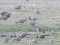 Anser brachyrhynchus