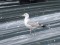 Larus cachinnans