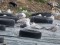 Larus fuscus heuglini