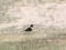 Turdus torquatus