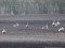 Branta ruficollis