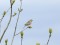 Emberiza calandra