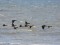 Branta bernicla